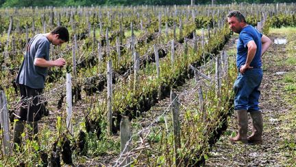 Des vignerons constatent les d&eacute;g&acirc;ts dans un vignoble de Vouvray (Indre-et-Loire), le 17 juin 2013.&nbsp; ( MAXPPP)