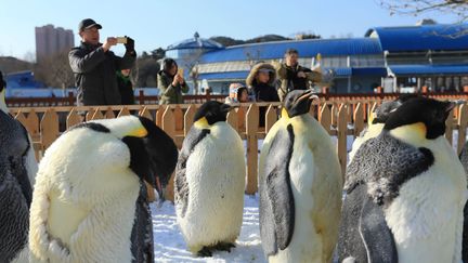 En Chine, manchots empereurs et gorfous dorés se baladent dans un parc polaire