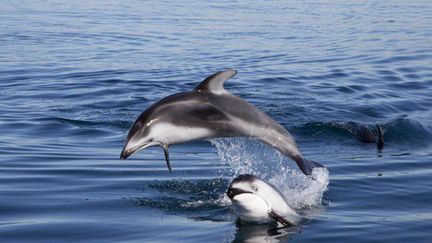 Des dauphins dans le Pacifique au large de San Diego. (AFP/ Biosphoto/Minden Pictures/ Richard Hermann)