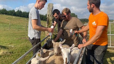 La campagne de vaccination des brebis a commencé dans l'élevage d’Allan Briois (à droite), à Marenla, dans le Pas-de-Calais. (LAURIANE DELANOË / RADIO FRANCE)