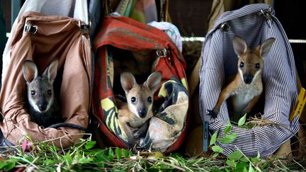 De jeunes kangourous orphelins sont soign&eacute;s dans un refuge &agrave; New south Wales (Australie), le 8 avril 2014. (NATHAN EDWARDS / REX / SIPA)