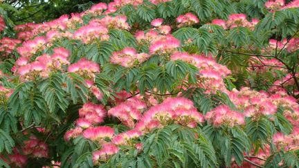 Albizia julibrissin 'Wendy Cutler'. (ISABELLE MORAND / PROMESSE DE FLEURS / RADIO FRANCE / FRANCE INFO)