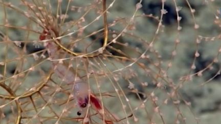 Îles Vierges : découverte d'espèces encore inconnues dans les fonds marins 