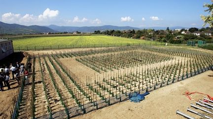 Les plants de vignes OGM installés sur un site de l'INRA à Colmar en Alsace (AFP - FREDERICK FLORIN)