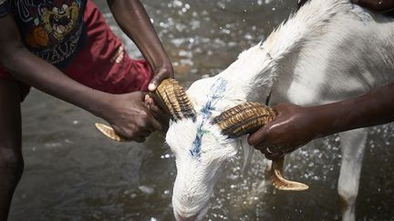 Une chèvre est lavée dans la rivière en prévision du sacrifice de l'Aïd el-Kébir à Bamako le 20 août 2018. Cette célébration, aussi importante que le Noël chrétien ou Hanoukka pour les juifs, commémore le sacrifice d'Abraham relaté dans le Coran et dans l'Ancien Testament. La viande du sacrifice sera partagée entre la famille, les voisins et pour des actions de charité. (MICHELE CATTANI / AFP)