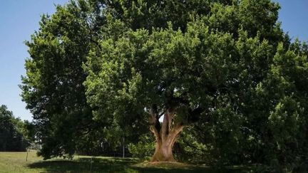 Ce chêne de 25 mètres de hauteur fait la fierté du Lot-et-Garonne : il vient d'être élu plus bel arbre de France 2019.