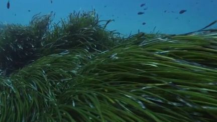 Flore méditerranéenne. (FRANCE 3)