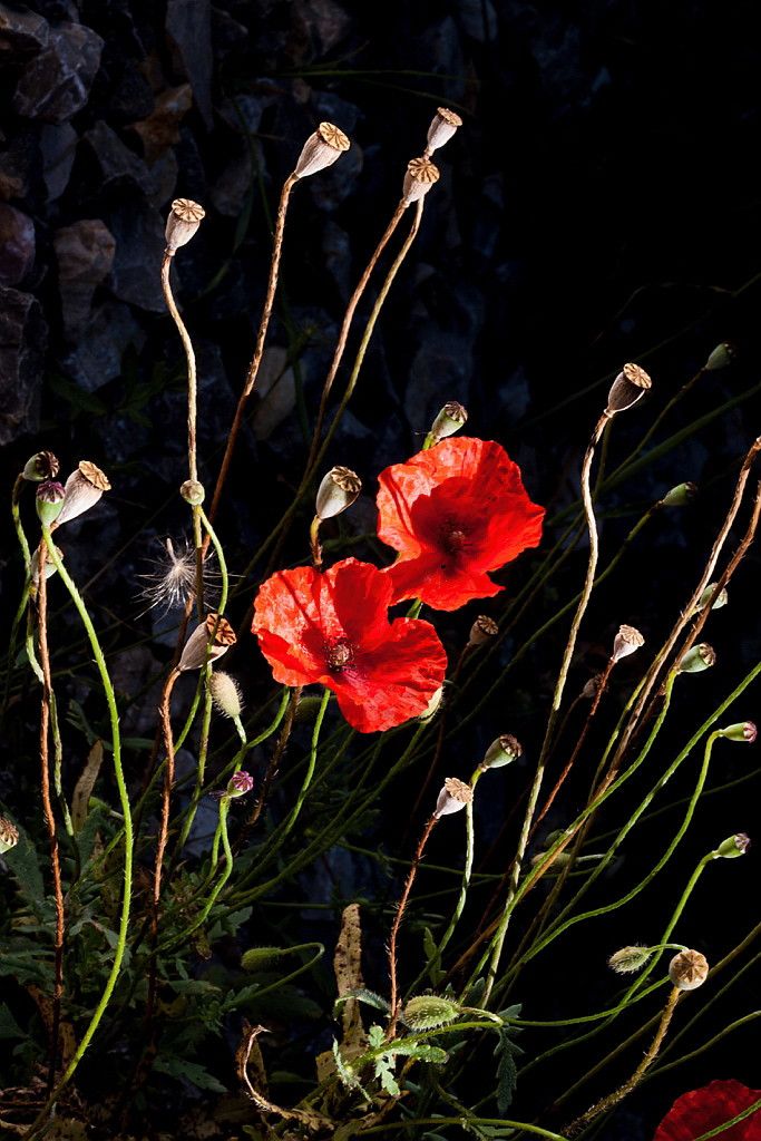 Le coquelicot, symbôle de la biodiversité (Olivier Föllmi)