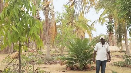 Ils sauvent la planète - Sénégal un potager dans le désert