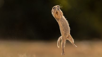 Cette série de photos d'un écureuil prise en Autriche, son auteur l'a baptisée "J'ai enfin appris à voler. Ou peut-être pas". (TIMEA AMBRUS)