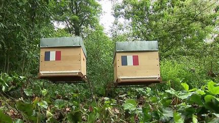 Apiculture : deux ruches d'abeilles normandes installées dans les jardins de l’Élysée