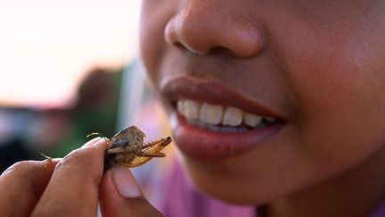 Les insectes sont une source riche en protéines, en lipides et en minéraux. Ils sont également riches en fibres et oligo-éléments tels que le cuivre, le fer, le magnésium, le manganèse, le phosphore, le sélénium et le zinc.

Le bœuf contient en moyenne 6 mg de fer pour 100 g de viande, alors que ce chiffre varie entre 8 et 20 mg pour 100 g de sauterelles, selon l'espèce et le type d'aliments que cette espèce elle-même consomme.

Les insectes sont une source importante d'acides gras polyinsaturés et de vitamines B.

Leur composition en acides aminés est, dans la plupart des cas, meilleure que celle des céréales et des légumineuses.
 (Biosphoto / Antoine Lorgnier)