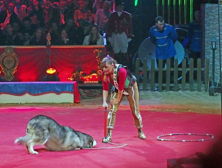 La dresseuse de chiens&nbsp;Rosi Hochegger au festival international de cirque de Domont (Festival international du cirque de Domont)