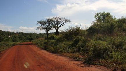 &nbsp; (Dans le parc de Shimba Hills © Radio France / Clara Beaudoux)