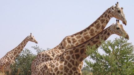 Cette photo prise le 14 août 2010 à Kouré, près de Niamey, montre des girafes se promenant dans la brousse.  (BOUREIMA HAMA / AFP)