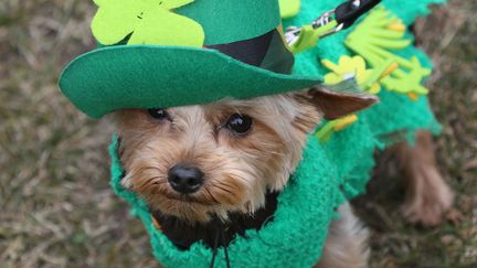 Les chiens aussi f&ecirc;tent la Saint&nbsp;Patrick &agrave; Berlin (Allemagne), le 17 mars 2013. (STEPHANIE PILICK / DPA / AFP)