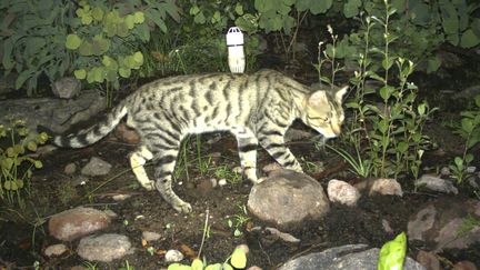 Une photo non datée d'un chat errant en Australie, diffusée par l'université du Queensland, le 25 juin 2018. (NORTHERN TERRITORY GOVERNMENT / AFP)