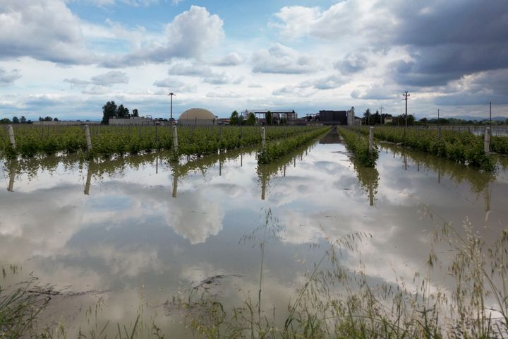 The rains also do damage to vineyards near the city of Lugo, Italy, on May 18, 2023. (ANDREAS SOLARO / AFP)