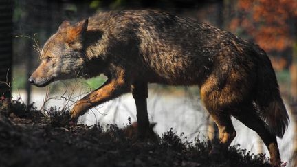 Un loup d'Espagne au&nbsp;Parc Zoologique de Paris, le 20 décembre 2020. (Image d'illustration) (MANUEL COHEN / AFP)