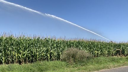 Irrigation par arrosage automatique d'un champ de maïs dans la Vienne. (VINCENT HULIN / RADIO FRANCE)