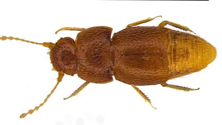 "Nelloptodes gretae",&nbsp;minuscule coléoptère couleur miel, a été baptisé, vendredi 25 octobre, du nom de l'activiste Greta Thunberg, à Londres.&nbsp; (MICHAEL DARBY / PEMBERLEY BOOKS / AFP)