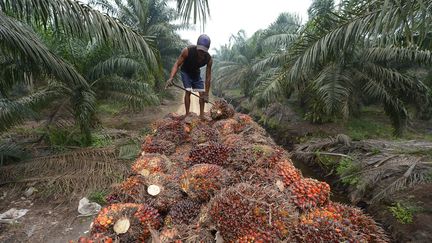 Un ouvrier entasse des grappes de fruits de palmiers à huile, le 16 septembre 2015 en Indonésie. (ADEK BERRY / AFP)