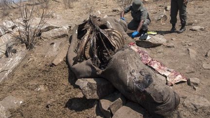 Cette femelle rhinocéros blanc, espèce menacée de disparition, a été abattue par des braconniers qui lui ont arraché sa corne pour la vendre. Cela s'est passé mi-août 2018 dans le parc Kruger an Afrique du Sud où les rangers ont découvert la carcasse de l'animal. (Wikus de WET / AFP)