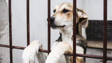 Eure : des refuges pour animaux submergés