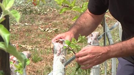 Dans la nuit du 13 au 14 juillet, plusieurs milliers de pommiers ont été arrachés à Lavaur, dans le Tarn. Selon un premier bilan, 90% de la parcelle de trois hectares a été dégradée. Une enquête a été ouverte. (FRANCEINFO)