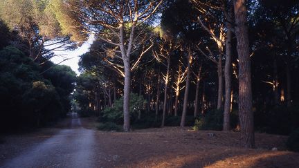 Une forêt de Toscane (Italie) en 2004. (MAXPPP)