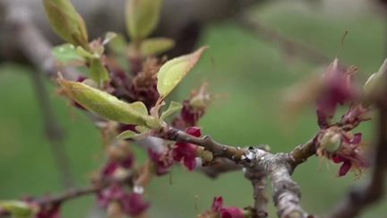 Intempéries : les arboriculteurs s'inquiètent du gel avec le froid et la neige