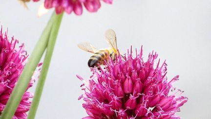 Une abeille butinant une fleur, juillet 2019. (ST?PHANE MILHOMME / FRANCE-INFO)