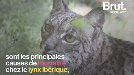 VIDEO. En Espagne, une lynx ibérique tuée par un braconnier (BRUT)