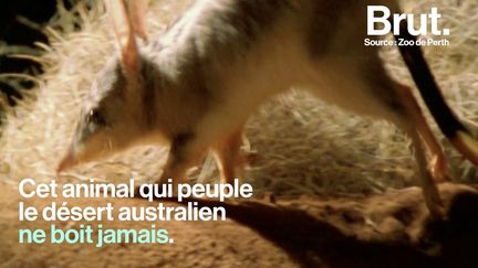 VIDEO. Qu'est-ce que le bilby, cet animal qui ne boit jamais d'eau ?&nbsp; (BRUT)