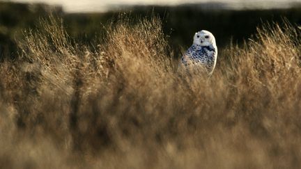 Une chouette harfang ou harfang des neiges au sud de Vancouver (Canada), le 8 f&eacute;vrier 2005. (ANDY CLARK / REUTERS)