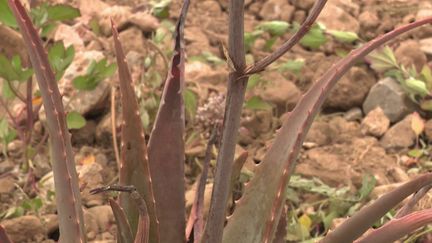 Réchauffement climatique : les agriculteurs s'adaptent et misent sur des plantes qui résistent mieux à la chaleur