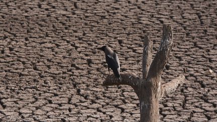 Le lac asséché de Kolleru, dans l'Etat indien Andhra Pradesh, le 21 avril 2016. (SUMAN REDDY D / THE TIMES OF INDIA / AFP)