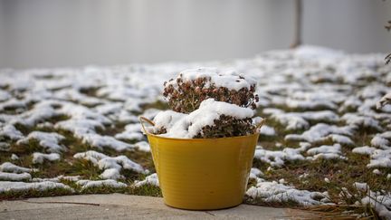 Certains végétaux supportent très bien le froid, d'autres pas, attention à l'hiver sui arrive. Photo d'illustration. (ALI MAJDFAR / MOMENT RF / GETTY IMAGES)