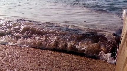 Pays basque : une algue inquiétante contamine les plages