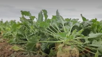 La filière de sucre connaît la crise. De nombreuses fabriques sont vouées à la fermeture d'ici 2020 et le cours du sucre sur les marchés financiers chute.&nbsp; (FRANCE 2)