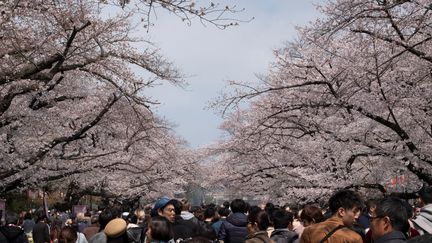 Des cerisiers en fleur à Tokyo, au Japon. Image d'illustration. (KAZUHIRO NOGI / AFP)