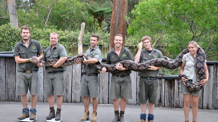 Comment peser Atomic Betty, un python femelle mesurant&nbsp;6,4 m&egrave;tres de long? Ces Australiens du parc de reptiles de Somersby (Australie) ont trouv&eacute; la solution, le 10 janvier 2013. (MAXPPP)