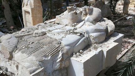 Statue monumentale de 3,5 m de haut, le Lion de Palmyre, aussi connu sous le nom de Lyon d'Athéna, ornait l'entrée du musée archéologique de Palmyre. Elle a été jetée à bas par les jihadistes, comme les autres statues du musée. &nbsp; (? SANA SANA / REUTERS / X01280)