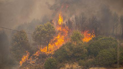 Un feu de forêt à Firnanah, dans la province de Jenouba (Tunisie), le 12 août 2021. (YASSINE GAIDI / ANADOLU AGENCY / AFP)