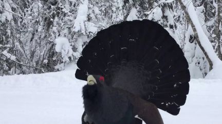 Environnement : le Grand Tétras, le "coq fou" mythique du Jura (FRANCE 3)