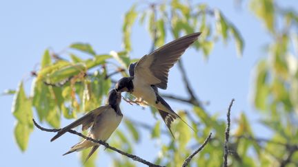 Hirondelle de grange (CLAUDE BALCAEN / BIOSPHOTO)