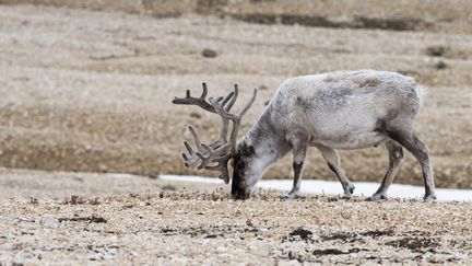 Un rennes se nourrit dans la toundra, sur l'archipel norvégien du Svalbard, le 30 octobre 2018. (RAPHAEL SANE / BIOSPHOTO / AFP)