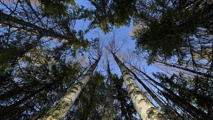 Des arbres près de Kumpu, en Finland, le 7 octobre 2022. (OLIVIER MORIN / AFP)