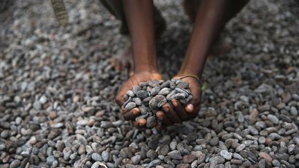 &nbsp; (Les récoltes de cacao doivent bientôt commencer © REUTERS / Akintunde Akinleye)