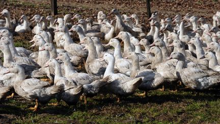 Le temps de gaver les canards, on devrait pouvoir retrouver du canard frais landais sur les étals à partir de début septembre. (IROZ GAIZKA / AFP)